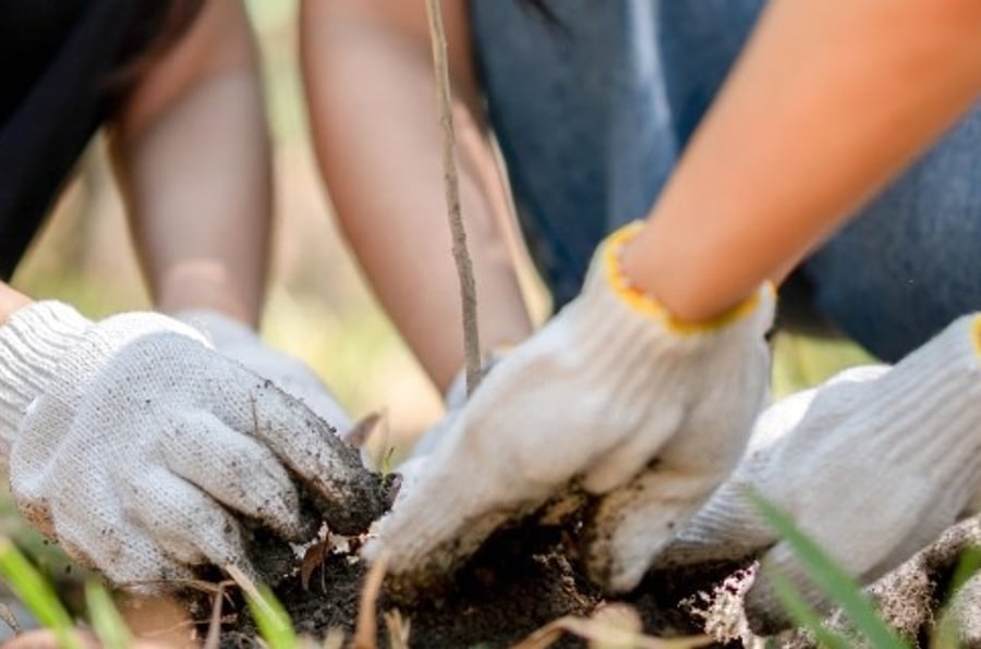 People wearing work gloves plant a young tree together in the soil.