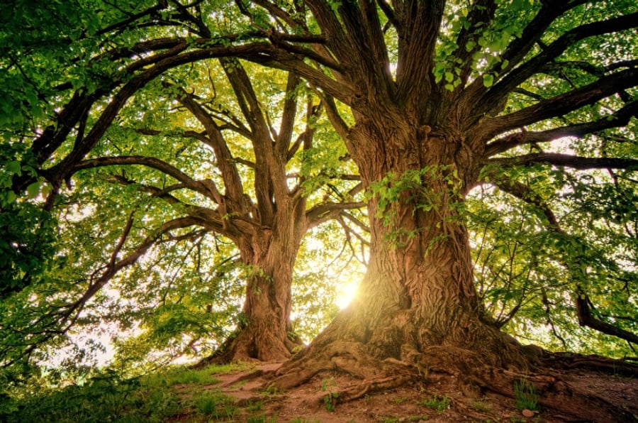 Sunlight through a canopy of mature trees, for Verdun’s 2025 Flash Forest planting progress report.